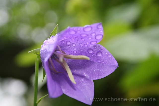 Glockenblume.JPG - Glockenblume