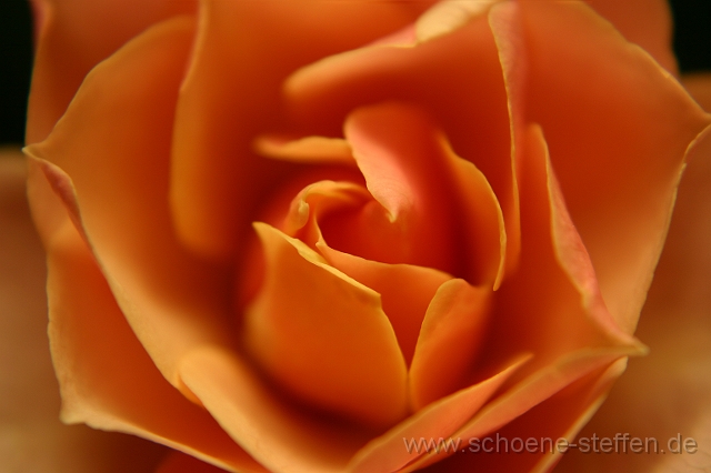 Rose.JPG - Rose