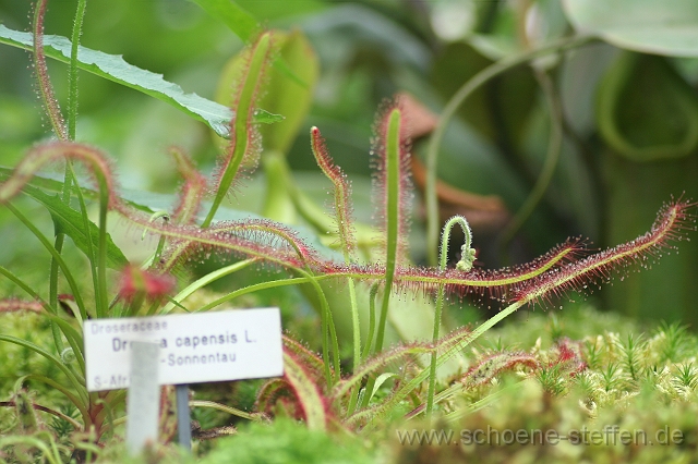 Sonnentau.JPG - der Sonnentau