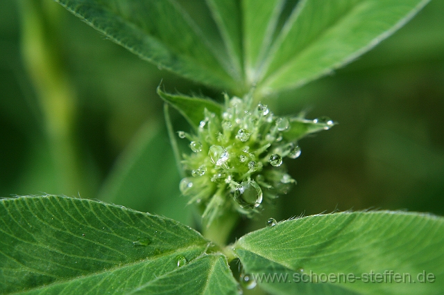 IMG_0545.JPG - morgentlicher Tau