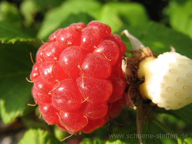 Himbeere.jpg - Himbeere