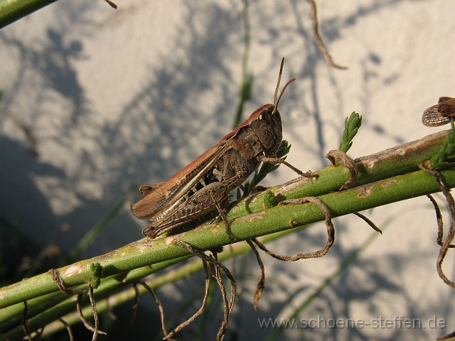 Grashuepfer.jpg - Grashüpfer