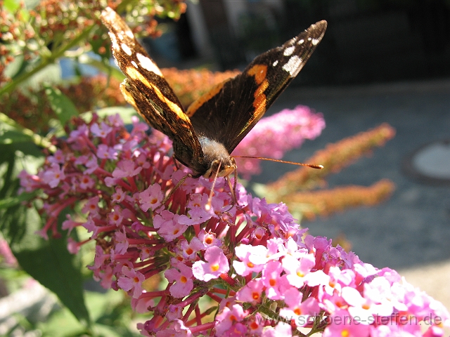 Schmetterling1.jpg - Schmetterling