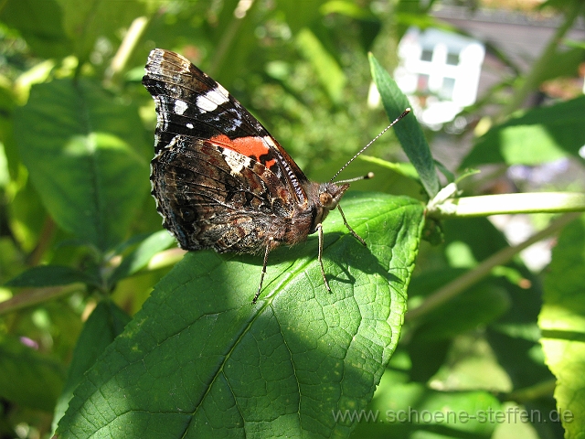 Schmetterling2.jpg - Schmetterling