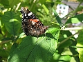 Schmetterling2