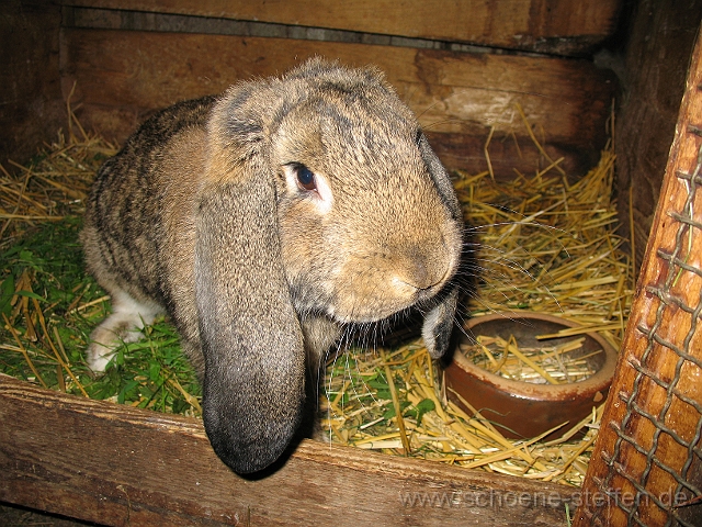 Riesenrammler.jpg - Riesenrammler