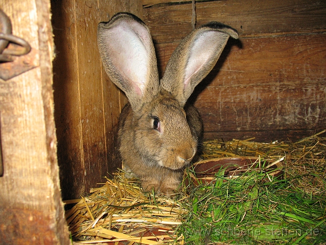 Riesenrammler2.jpg - Riesenrammler