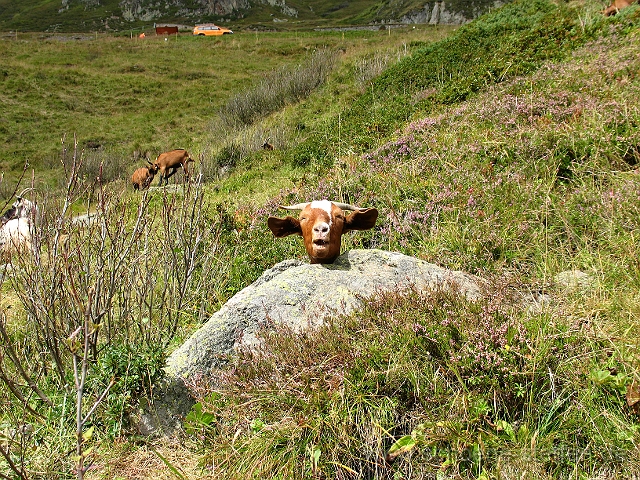 Ziege.jpg - Ziege in der Schweiz