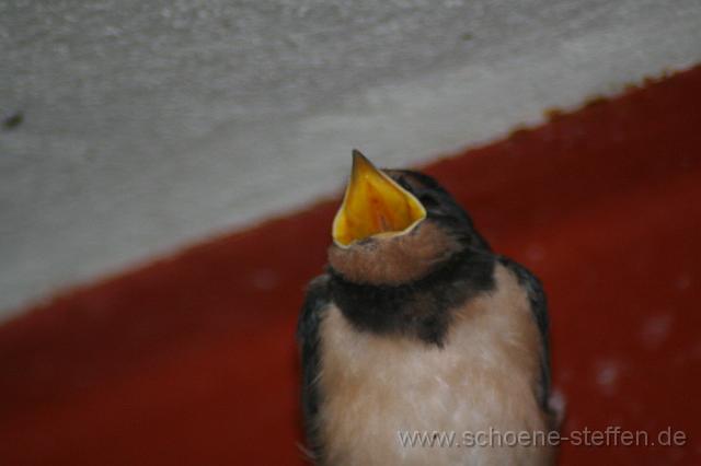 Schwalbe.JPG - ...und sich da anscheinend sehr wohl gefühlt hat