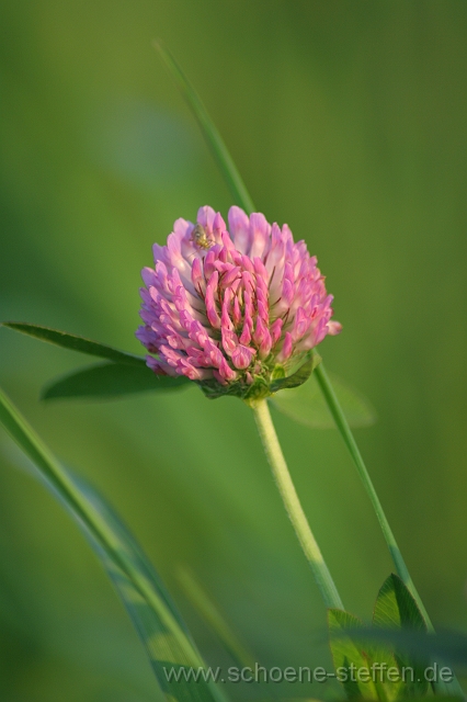Kleebluete.JPG - eine Kleeblüte