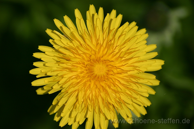 Loewenzahn.JPG - Löwenzahnblüte