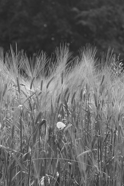 Mohn_SW.JPG - SW-Foto einer Mohnblume im Feld