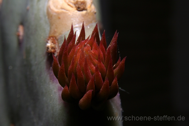 IMG_0159.JPG - Kaktusblattknospe