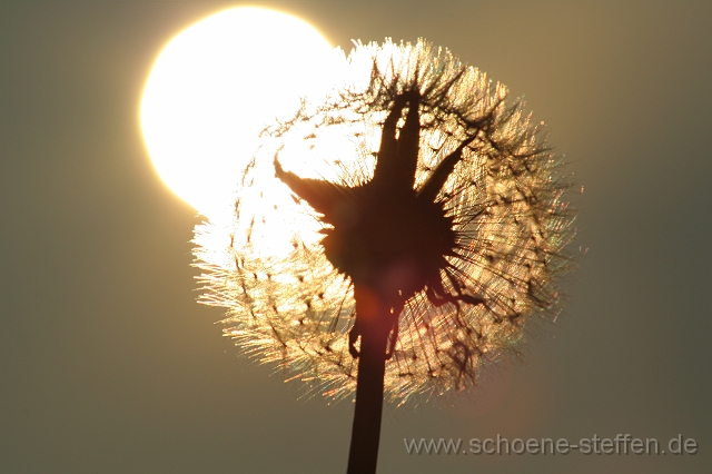 Loewenzahn_3.JPG - Löwenzahn im Gegenlicht