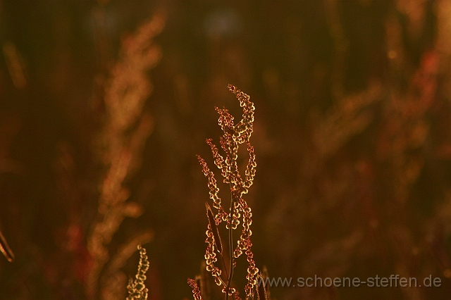 Sauerampfer.JPG - Sauerampfer in der Abendsonne