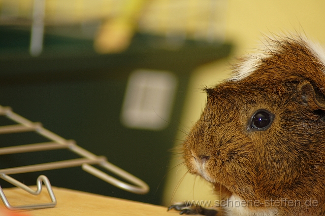 Meerschwein_Maxi_1.JPG