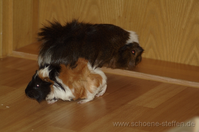 Meerschweinchen_Maxi_Wuschel.JPG