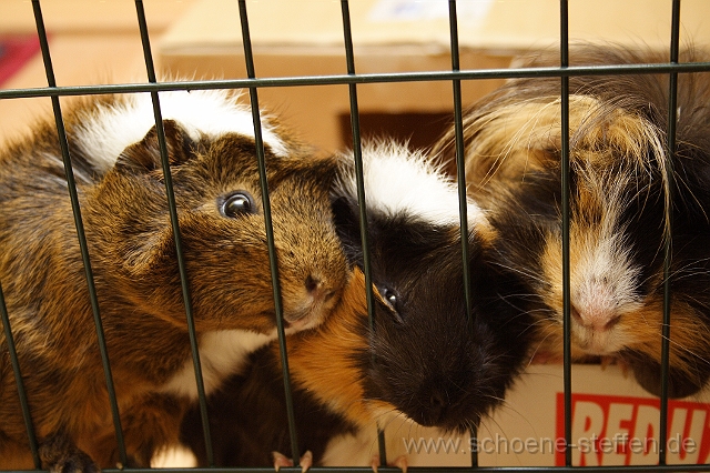 Meerschweinchen_Maxi_Wuschel_Schtruppi.JPG