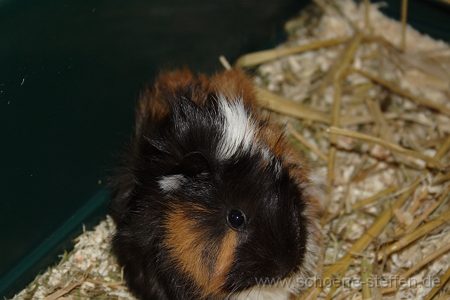 Meerschweinchen_Wuschel.JPG