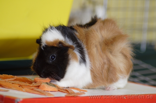 Meerschweinchen_Wuschel_2.JPG