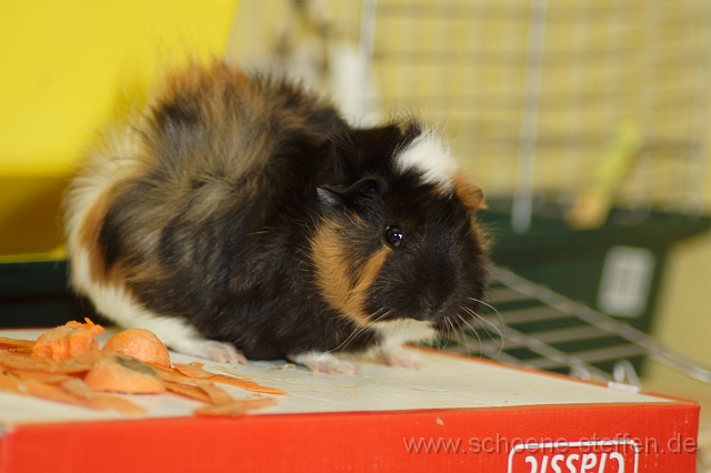 Meerschweinchen_Wuschel_3.JPG