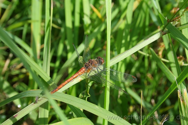 Libelle_1.JPG