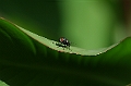 Fleischfliege