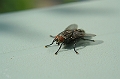 Fleischfliege_2