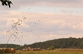 Fliegenschwarm