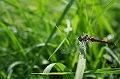 Libelle_2