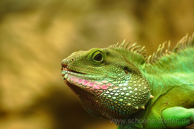 Chochinchina_Wasseragame.JPG