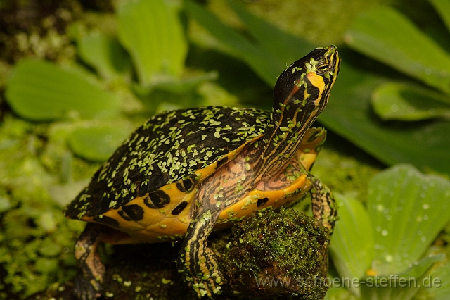 Schildkroete_1.JPG