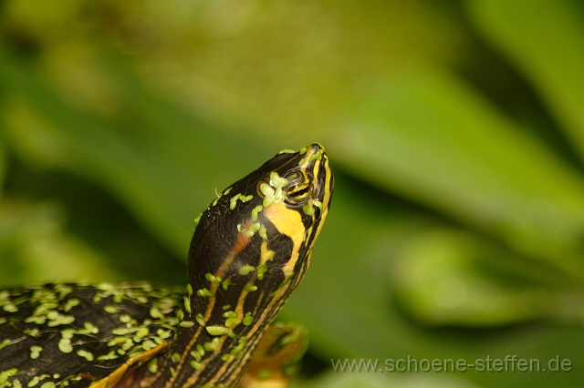 Schildkroete_2.JPG