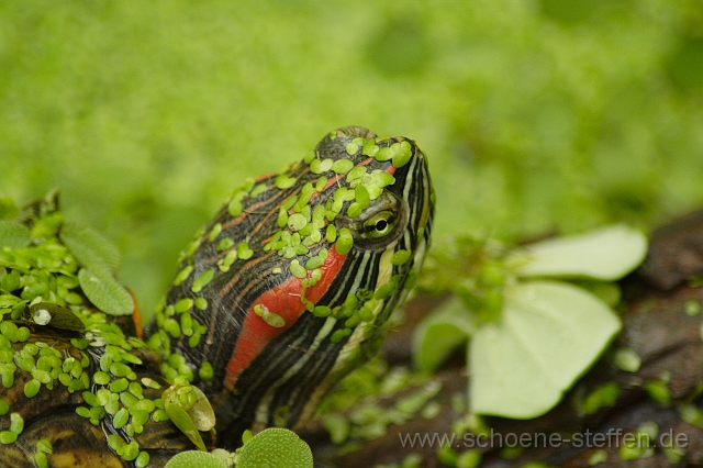 Schildkroete_4.JPG
