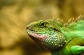 Chochinchina_Wasseragame