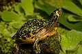 Schildkroete_1
