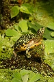 Schildkroete_3