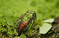 Schildkroete_4