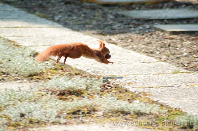 Eichhoernchen_1.JPG