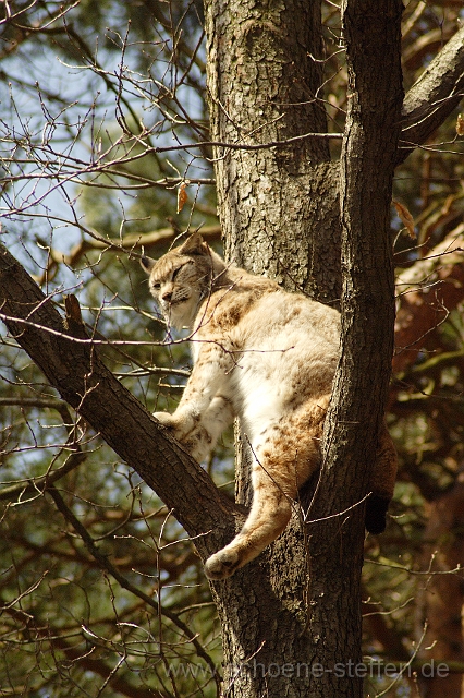 Eurasischer_Luchs.JPG
