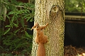 Eichhoernchen_2