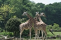 Giraffen