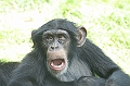 Schimpanse