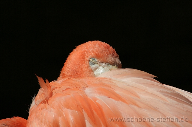 Flamingos_2.JPG