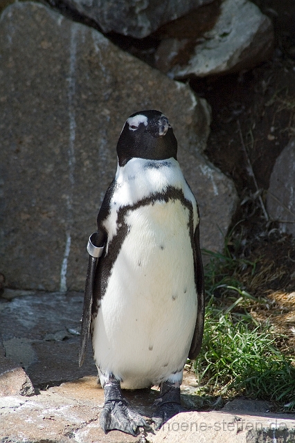 Humboldt_Pinguin.jpg