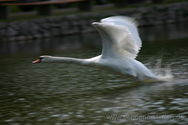 Schwan.JPG
