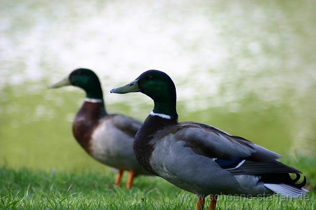 Stockente.JPG