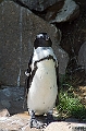 Humboldt_Pinguin