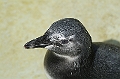 Humboldt_Pinguin_1