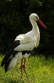 Storch